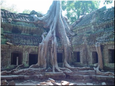 02 How long for this tree to grow to be so big.jpg
