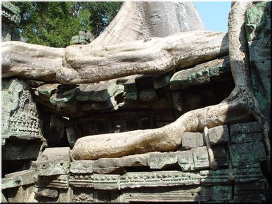 06 A snake-shaped tree root.jpg