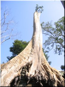 07 A tall tree into the sky (taken by Meimmei).jpg