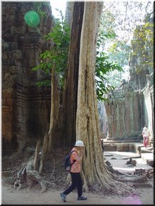 08 A 'coffin tree'.jpg
