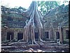 02 How long for this tree to grow to be so big.jpg
