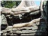 06 A snake-shaped tree root.jpg