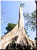 07 A tall tree into the sky (taken by Meimmei).jpg