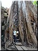 04 How long did it take for the tree to grow so big.jpg