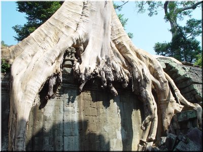02-05-02 Ta Prohm ---  A giant tree on an old enclosure.jpg