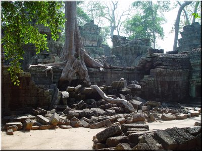 02-05-03 Ta Prohm --- A tree over an enclosure.jpg