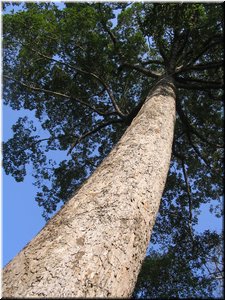 03-02-02 Royal Palace --- A giant tree seen in the enclosure.jpg
