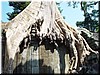 02-05-02 Ta Prohm ---  A giant tree on an old enclosure.jpg
