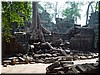 02-05-03 Ta Prohm --- A tree over an enclosure.jpg