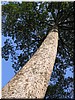 03-02-02 Royal Palace --- A giant tree seen in the enclosure.jpg
