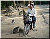 03-10-03 Angkor Area --- Monkeys asking food from passengers.jpg