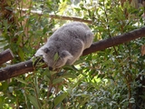 02 A koala eating eucalypt leaves