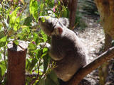 A koala scratching itches