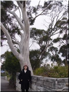 Day 2 - 05 Before a tall eucalypt tree at Echo Point in Blue Mountains National Park.jpg