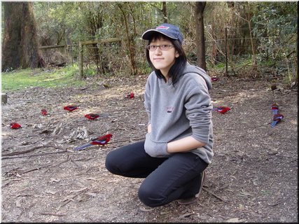 Day 5 - 12 With a lot of Crisom Rosella birds.jpg