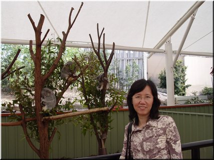 Day 6 - 01 In front of sleeping koalas in Lone Pine Koala Sanctuary.jpg