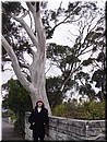 Day 2 - 05 Before a tall eucalypt tree at Echo Point in Blue Mountains National Park.jpg