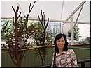 Day 6 - 01 In front of sleeping koalas in Lone Pine Koala Sanctuary.jpg
