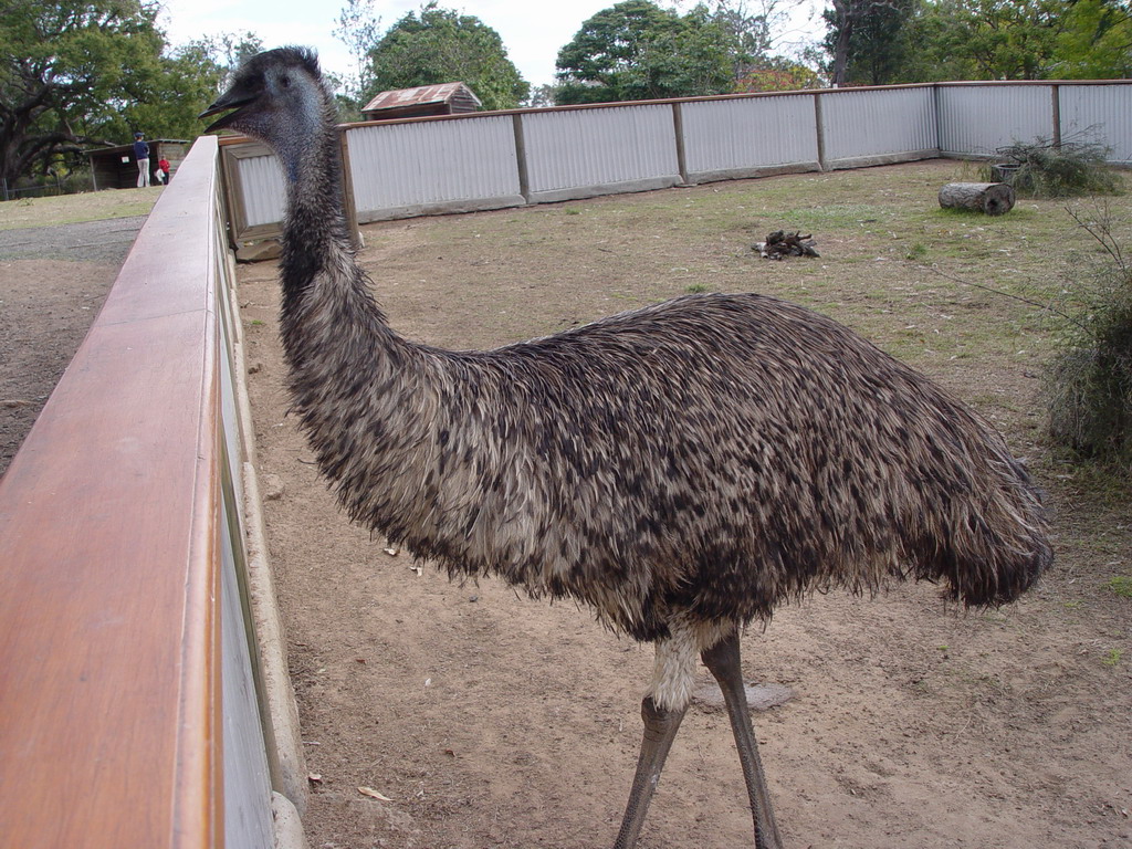 A lot of emu farms. Emu. National Bird of au.