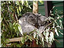 06-02-01 Sleeping koalas in Lone Pine Koala Sanctuary which we visited.jpg
