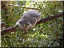 07-02-04 We finally saw koalas moving and eating eucalypt leaves.jpg