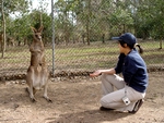Feeding and playing with a kangaroo in Lone Pine Koala Sanctuary, Brisbane