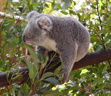 --- Unique animals and plants in Australia  ---  01 Koala.jpg