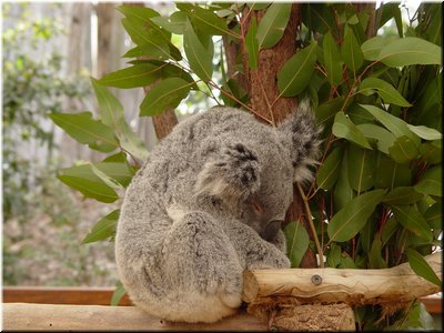 01 Sleeping koalas A.jpg