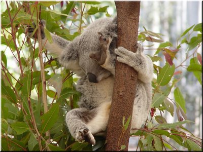 02 Sleeping koalas B.jpg