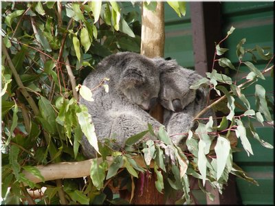 03 Sleeping koalas C.jpg