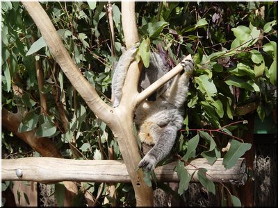 04 Sleeping koalas D.jpg