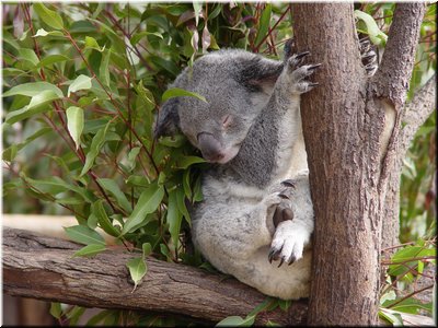 05 Sleeping koalas E.jpg