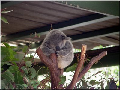 06 Sleeping koalas F.jpg