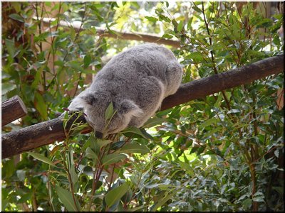 08 Awake koalas A (eating eucalypt tree leaves).jpg