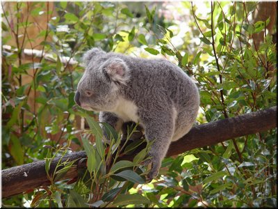 09 Awake koalas B (eating eucalypt tree leaves).jpg