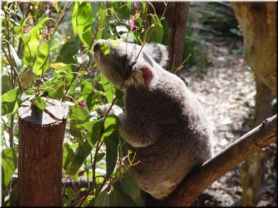 10 Awake koalas C (eating eucalypt tree leaves).jpg