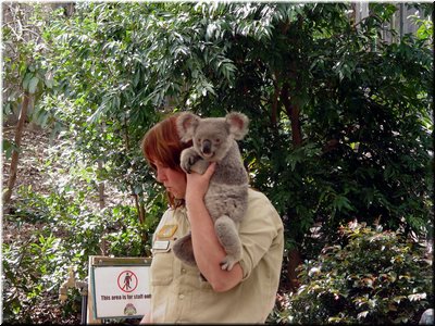 11 Awake koalas D (held for picture taking) .jpg
