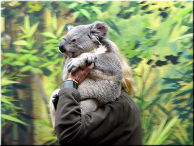 12 Awake koalas E (held for picture taking) .jpg