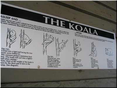 13 Illustration of sleeping postures of koalas - part I (taken by Meimei).jpg