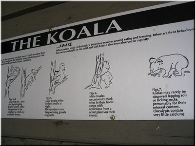 14 Illustration of sleeping postures of koalas - part II (taken by Meimei).jpg