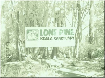 15 Lone Pine Koala Sanctuary where we saw koalas in Australia for the first time.jpg