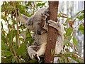 02 Sleeping koalas B.jpg