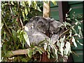 03 Sleeping koalas C.jpg