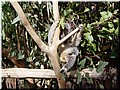 04 Sleeping koalas D.jpg