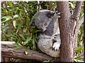 05 Sleeping koalas E.jpg