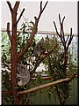 07 Sleeping koalas H.jpg