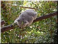 08 Awake koalas A (eating eucalypt tree leaves).jpg