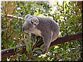 09 Awake koalas B (eating eucalypt tree leaves).jpg