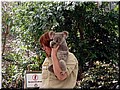 11 Awake koalas D (held for picture taking) .jpg