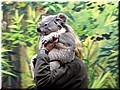 12 Awake koalas E (held for picture taking) .jpg